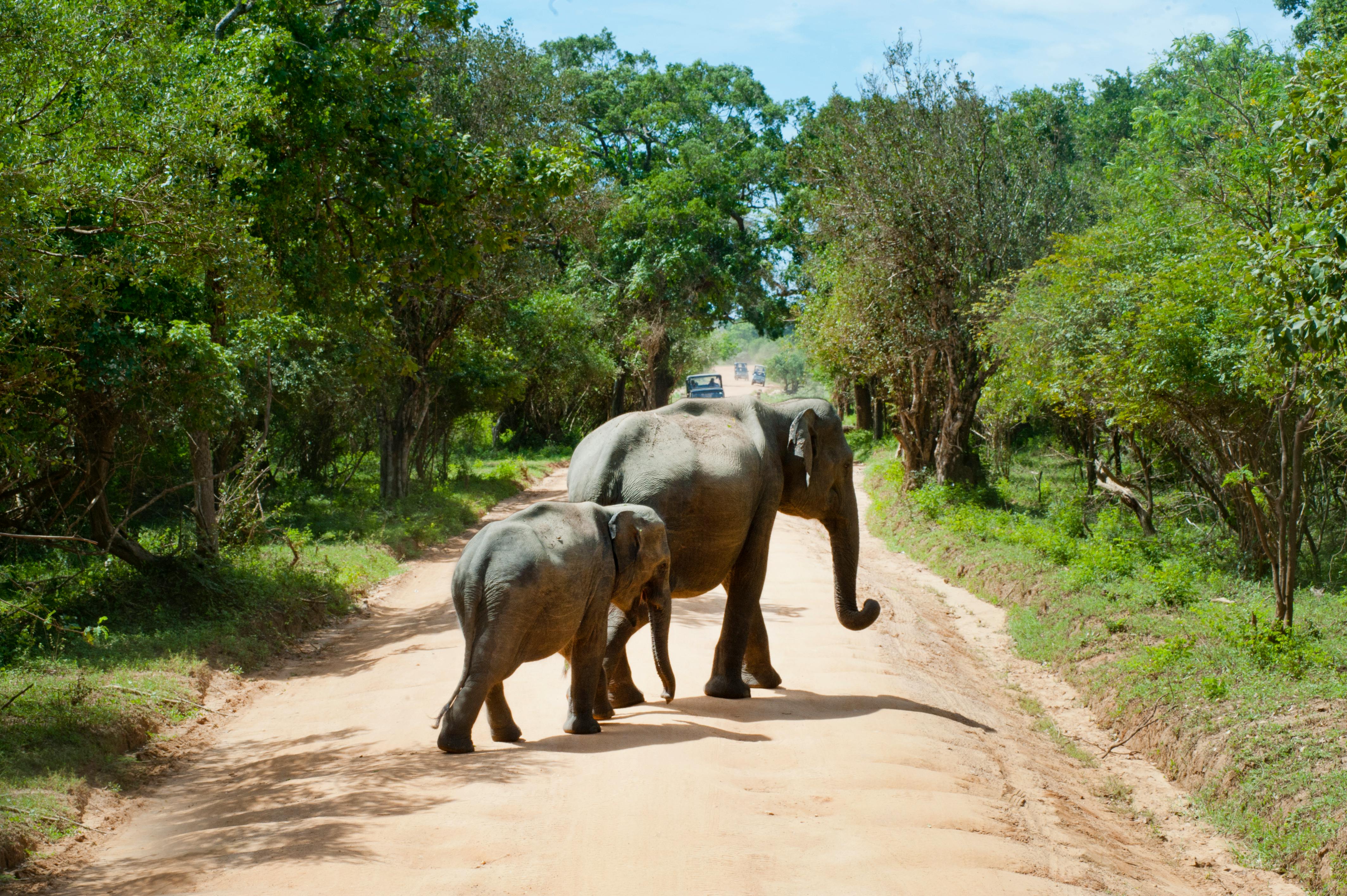 Wildlife safari in Sri Lanka
