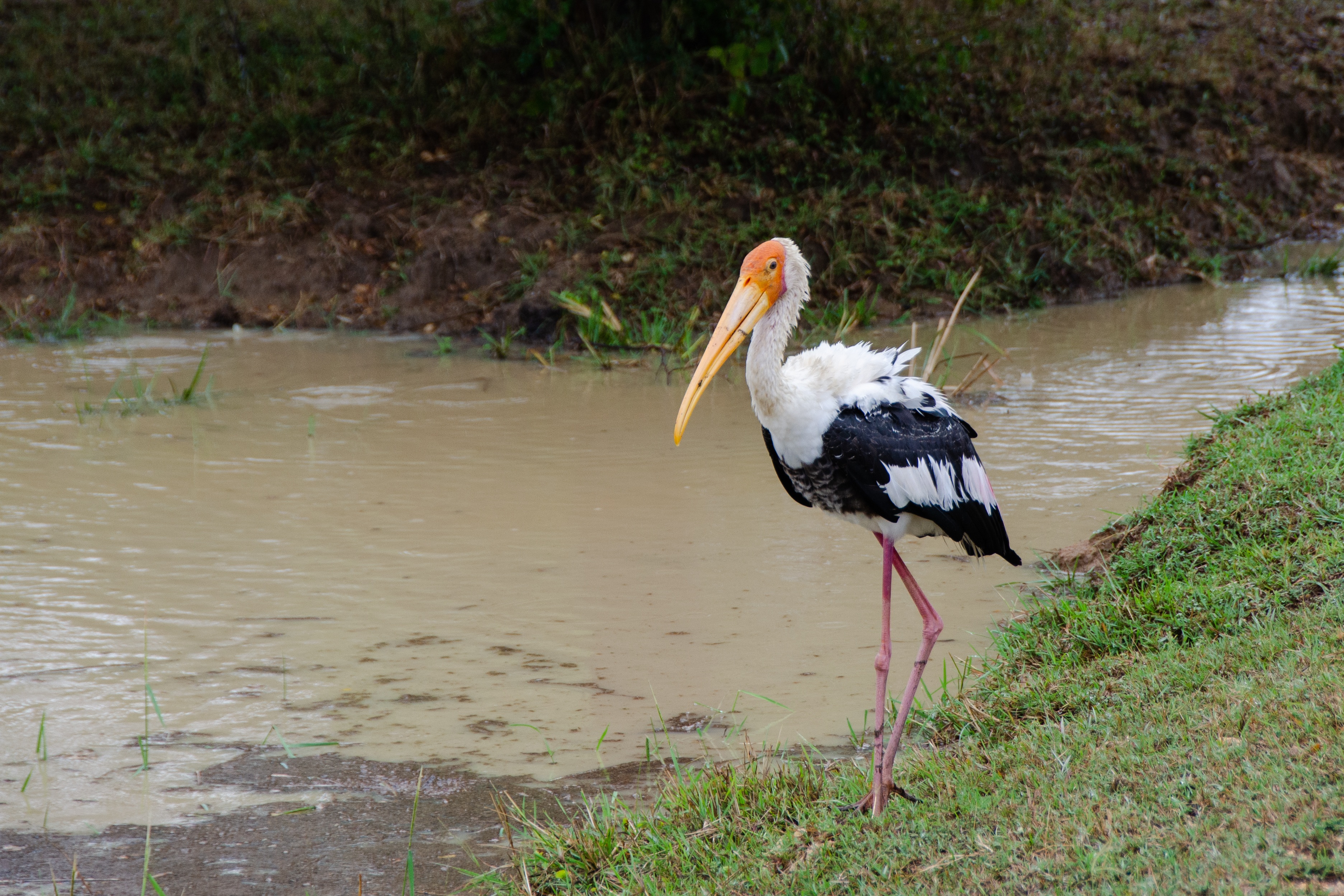 Sri Lanka Wildlife Safari image 3